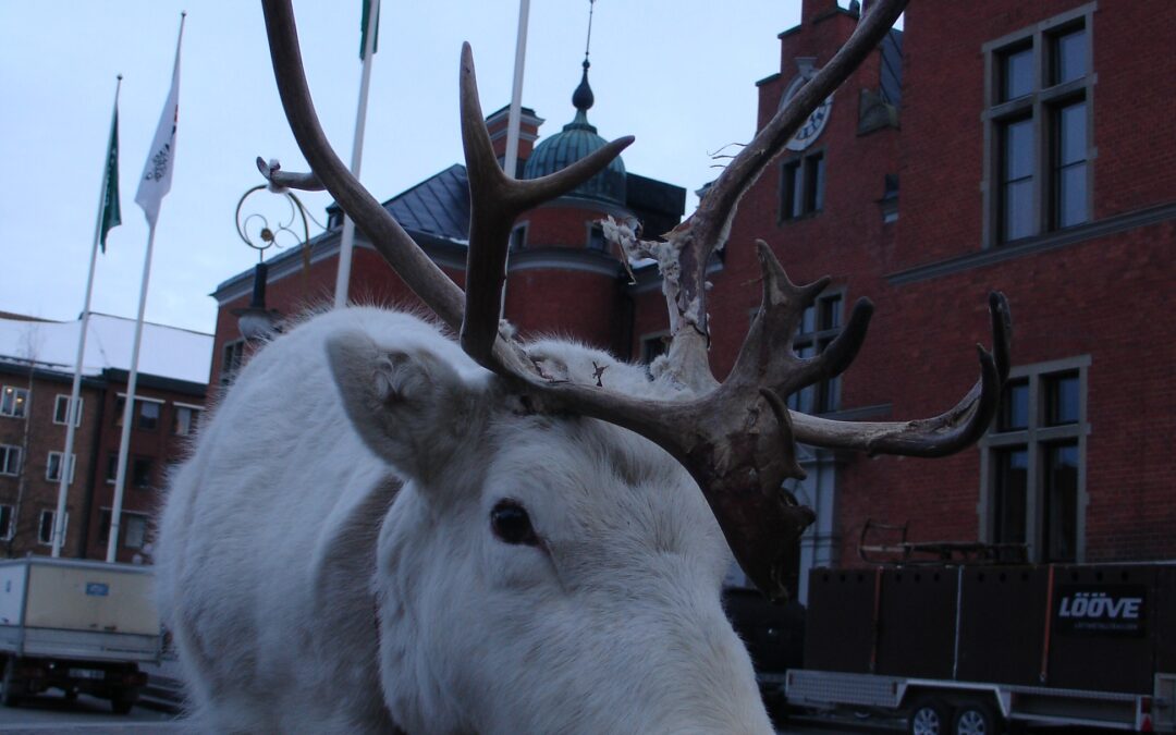 Renar på Rådhustorget i Ubmeje 28 feb kl 11-15