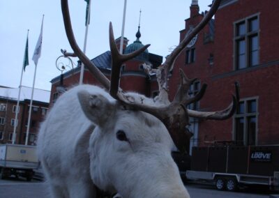 Renar på Rådhustorget i Ubmeje 28 feb kl 11-15